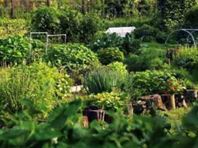 Build Better Garden Soil With Free Organic Fertilizers! Image